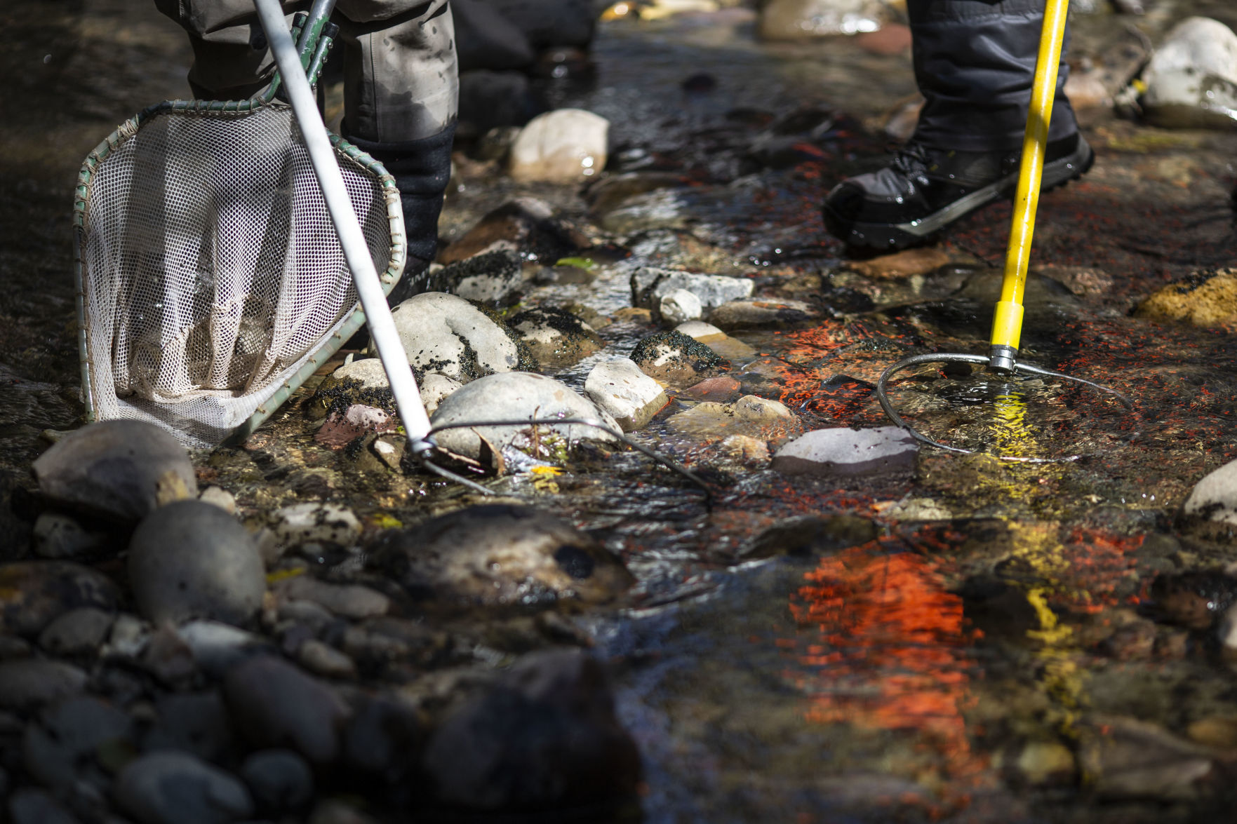 Spread Creek diversion fish salvage